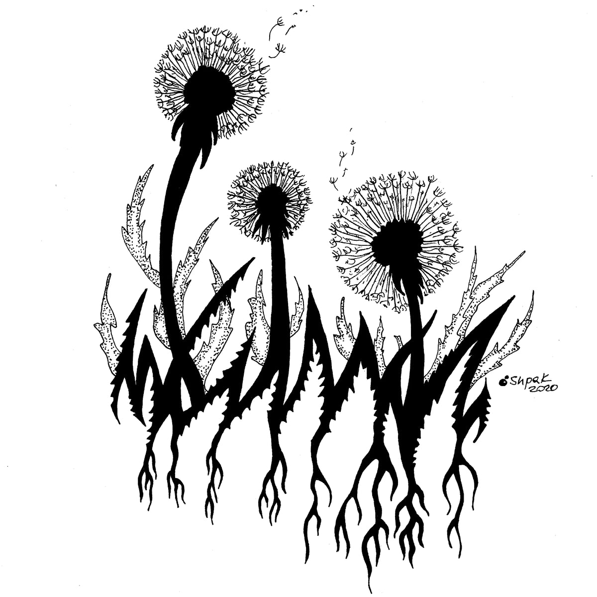 Black and white line art illustration of three dandelions with detailed seeds, stems, and roots on a plain white background.